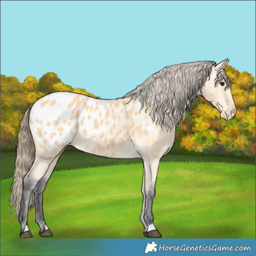 Horse Color:Buckskin Appaloosa 