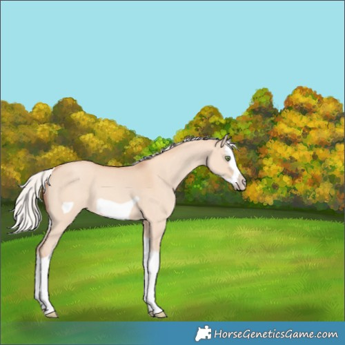 Horse Color:Silver Amber Champagne Dun Splash Frame 