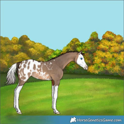 Horse Color:Brown Dun Splash Blanket 