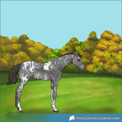 Horse Color:Smoky Black Ice Tobiano Blanket 