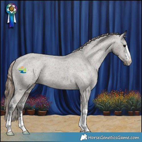 Horse Color:Grullo Appaloosa 