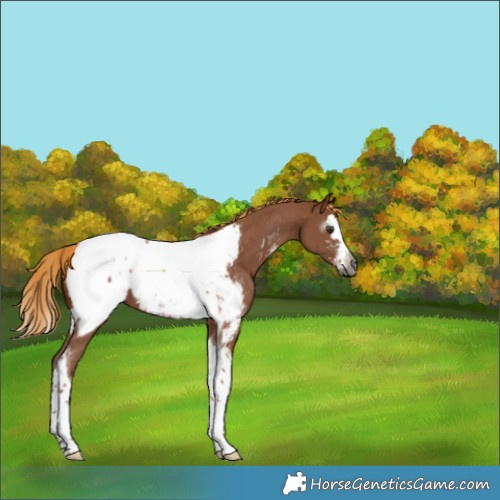 Horse Color:Gray Chestnut Sabino Splash Tobiano Near Fewspot 