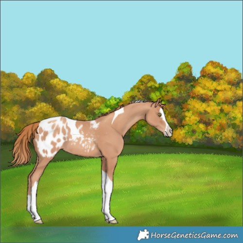 Horse Color:Gold Champagne Splash Tobiano Blanket 