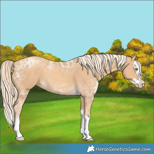 Horse Color:Gold Cream Champagne Ice Splash