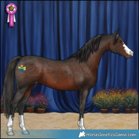 Horse Color:Liver Chestnut Appaloosa 