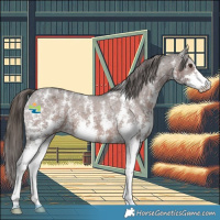 Horse Color:Liver Chestnut Sabino Appaloosa 