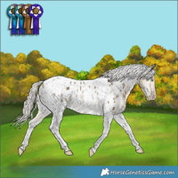 Horse Color:Silver Buckskin Dun Tobiano Appaloosa Rabicano