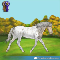 Horse Color:Silver Buckskin Dun Tobiano Appaloosa Rabicano