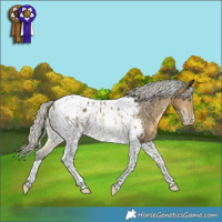 Horse Color:Silver Buckskin Dun Tobiano Appaloosa Rabicano 