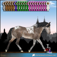 Horse Color:Bay Dun Tobiano Rabicano