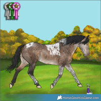 Horse Color:Bay Dun Tobiano Rabicano