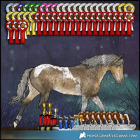 Horse Color:Silver Buckskin Dun Tobiano Rabicano 