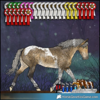 Horse Color:Silver Buckskin Dun Tobiano Rabicano 