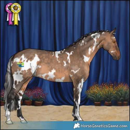 Horse Color:White Spotted Brown Dun 