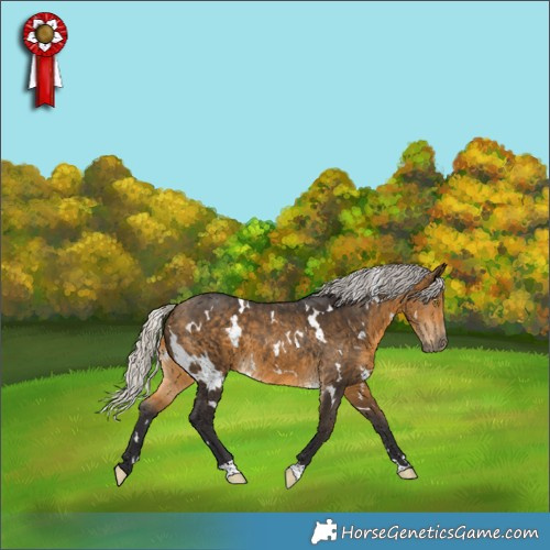 Horse Color:White Spotted Silver Buckskin