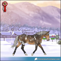 Horse Color:White Spotted Silver Buckskin
