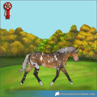 Horse Color:White Spotted Silver Buckskin 