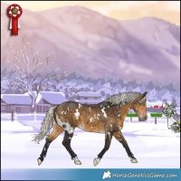 Horse Color:White Spotted Silver Buckskin