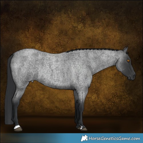 Horse Color:Blue Roan Rabicano 