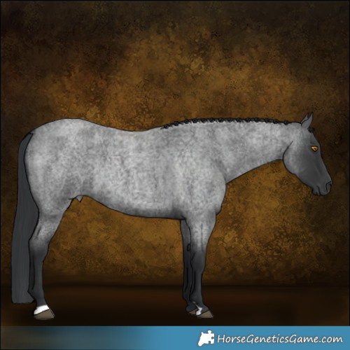 Horse Color:Blue Roan Rabicano 