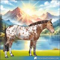 Horse Color:Bay Appaloosa  and Amber Champagne Appaloosa 