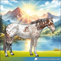 Horse Color:Bay Appaloosa  and Amber Champagne Appaloosa 
