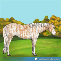 Horse Color:Palomino Appaloosa and White Spotted Palomino Appaloosa