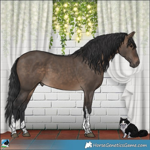 Horse Color:Brown Dun Tobiano 