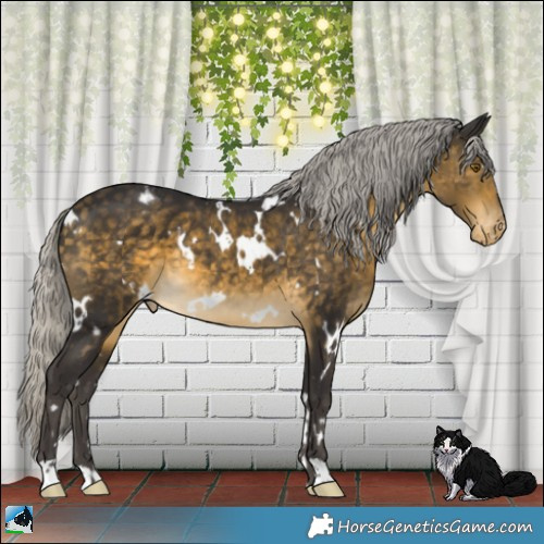 Horse Color:White Spotted Silver Buckskin Appaloosa 