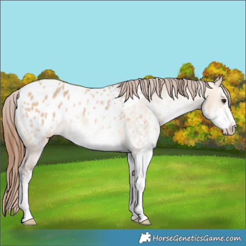Horse Color:White Spotted Bay Dun Appaloosa 