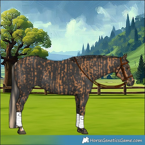 Horse Color:Chestnut  and Black 