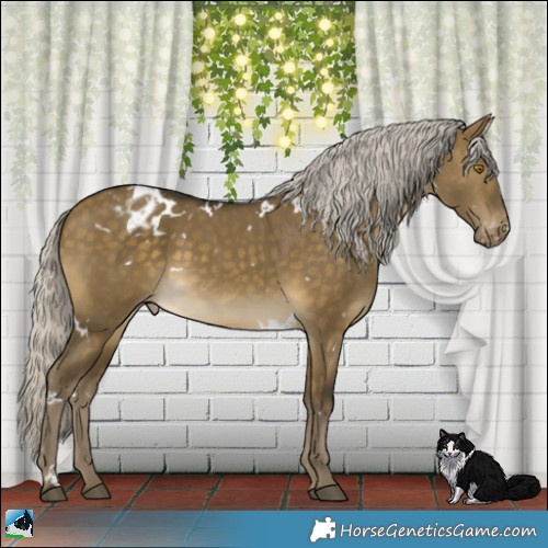 Horse Color:White Spotted Silver Buckskin Dun Appaloosa