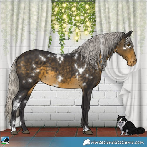 Horse Color:White Spotted Silver Buckskin Appaloosa 
