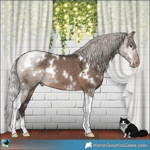 Horse Color:White Spotted Silver Brown Dun Tobiano Varnish Rabicano 
