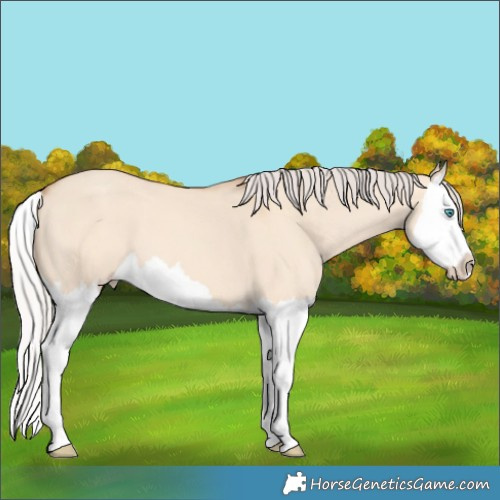 Horse Color:Silver Amber Champagne Dun Splash 