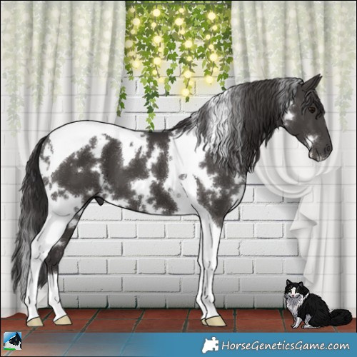 Horse Color:White Spotted Smoky Black Tobiano 
