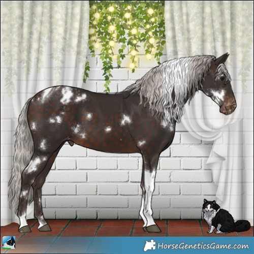 Horse Color:White Spotted Silver Brown Tobiano Appaloosa 