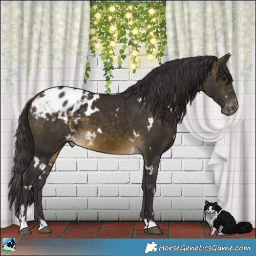 Horse Color:White Spotted Buckskin Appaloosa 