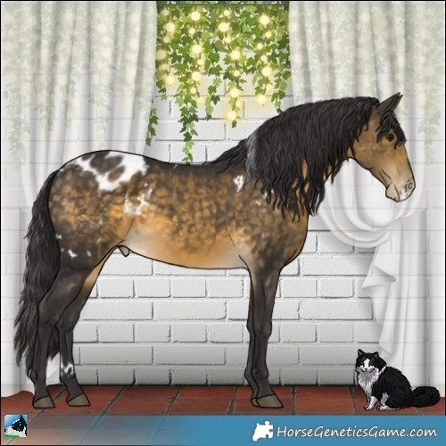 Horse Color:White Spotted Buckskin Appaloosa 