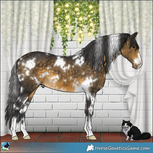 Horse Color:White Spotted Buckskin 