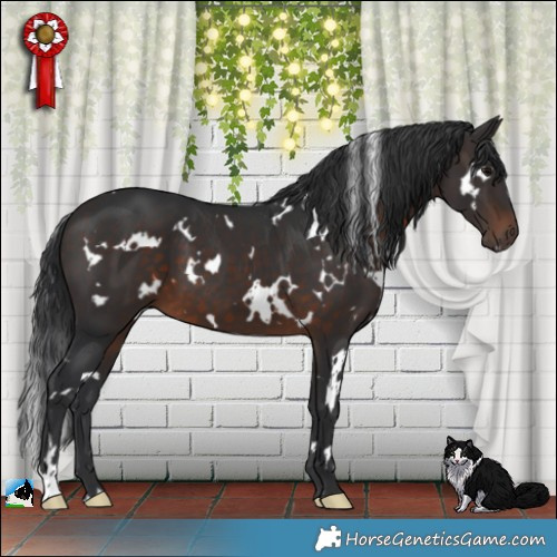 Horse Color:White Spotted Brown 