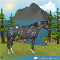 Horse Color:Black Appaloosa  and Black Tobiano Appaloosa 