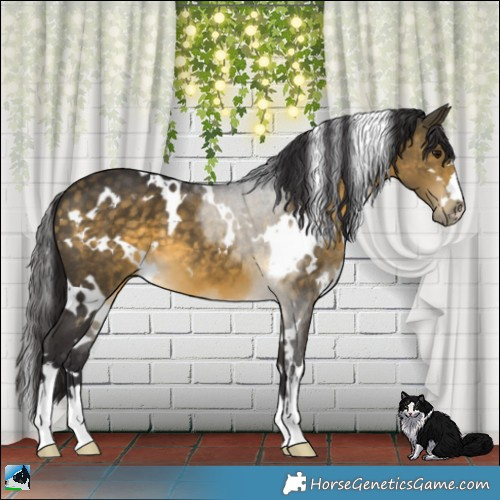 Horse Color:White Spotted Buckskin 