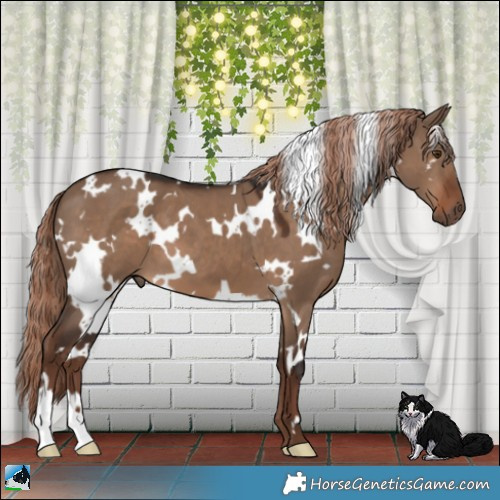 Horse Color:White Spotted Liver Red Dun 