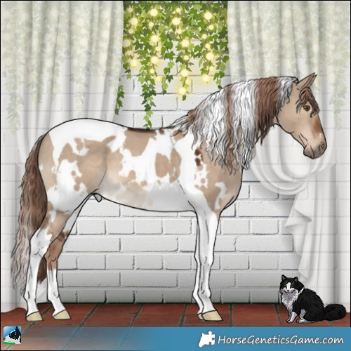 Horse Color:White Spotted Liver Red Dun Tobiano 