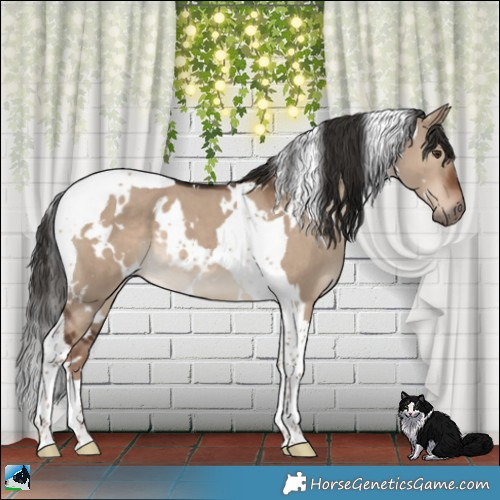 Horse Color:White Spotted Liver Red Dun Tobiano 