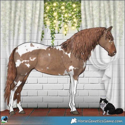 Horse Color:White Spotted Liver Red Dun Tobiano 