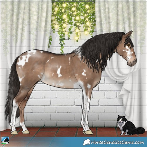 Horse Color:White Spotted Liver Red Dun Tobiano 