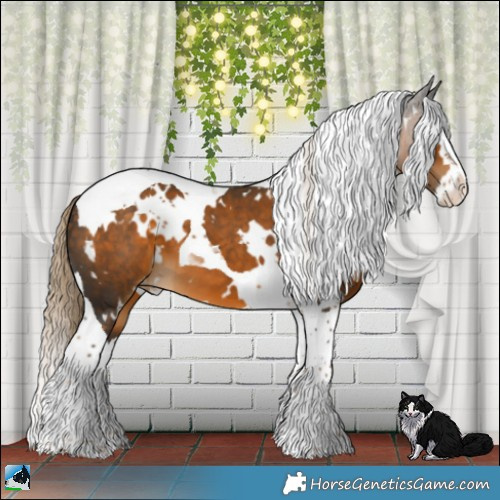 Horse Color:White Spotted Chocolate Palomino Splash Tobiano Appaloosa 