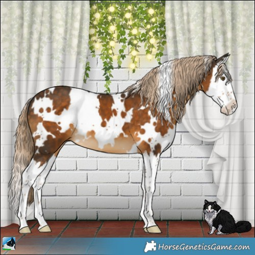 Horse Color:White Spotted Chocolate Palomino Splash 